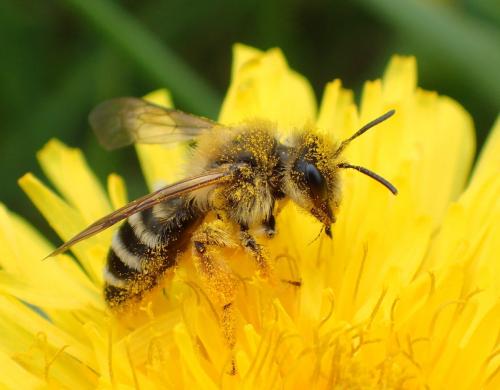 Andrena gravida